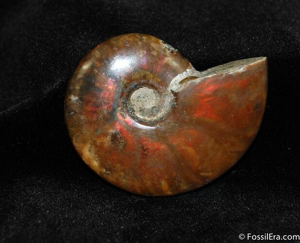 Fiery Red Ammonite Fossil Inches #426